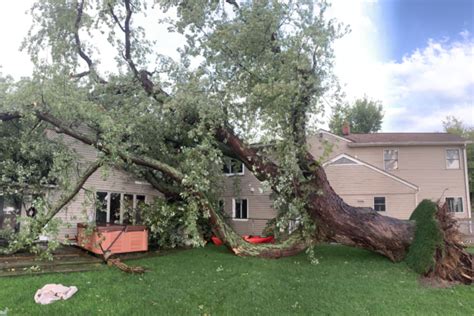 tree trimming bloomington il|wright tree service bloomington il.